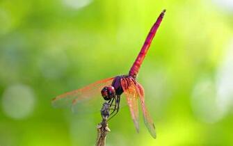 Wallpaper Dragonfly