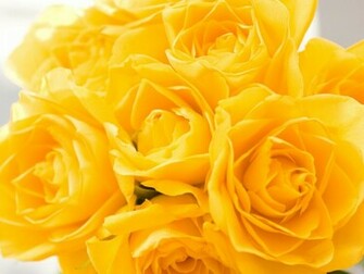 Yellow Roses Flower Wallpaper All