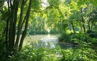 Spring Trees In The Forest Wallpaper And Image