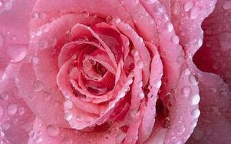 Pink Nature Wallpaper