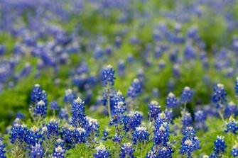 Field Of Texas Bluebonnet Stock Photo Image Wallpaper HD