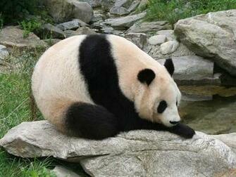 Giant Panda Wallpaper Picture Animals Town