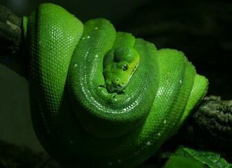 Green Tree Python Wallpaper 2171by