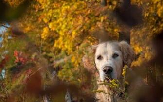 Cute Fall Wallpaper HD Lovely