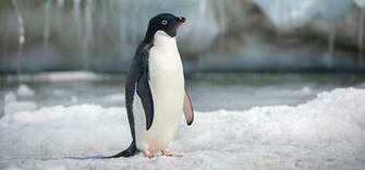 Penguins Disneynature