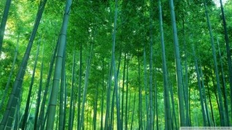 Beautiful Bamboo Forest Wallpaper Wallpaper55 Best