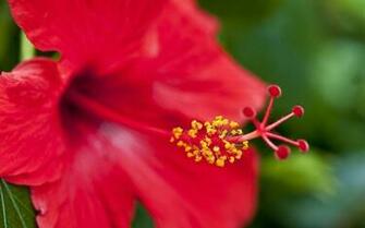 Hawaiian Flower Wallpaper
