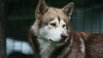 Alaskan Malamute Wallpaper