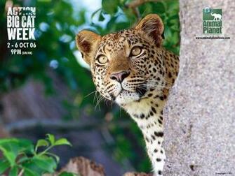 Planeta Animal Submited Image
