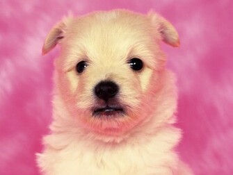 Puppy Dog Cool Wallpaper
