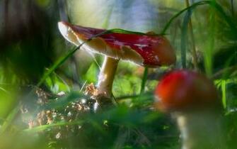 Wallpaper Mushroom Forest Nature