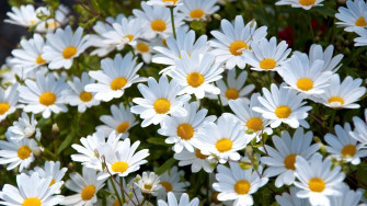Daisy Flower Wallpaper