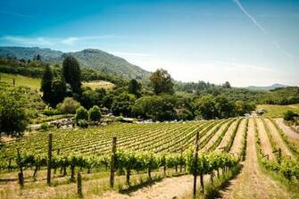 Vineyard Pictures HD Image