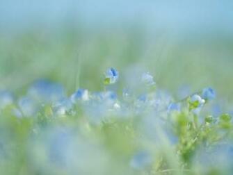 Blue Grass Wallpaper