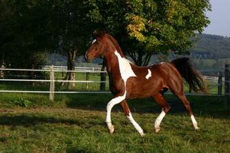 American Saddlebred Stock By Luda