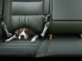 All Wallpaper Funny Dogs
