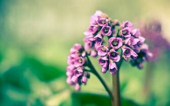 Purple Spring Flower Wallpaper Stock Photos