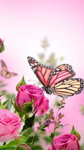 Pink Roses Flowers Butterflies iPhone 6s Plus