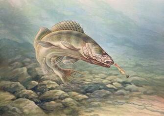 Walleye Wallpaper Loopele