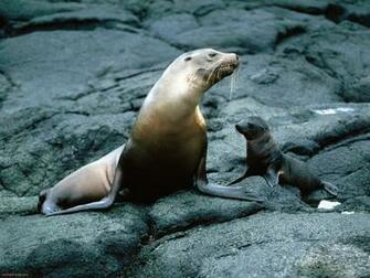 Sea Lion Wallpaper