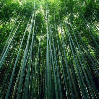 Nature Live Wallpaper For Android Apk