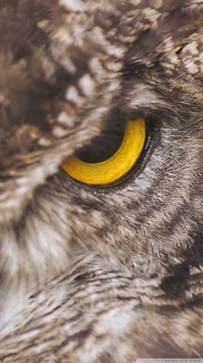 Eagle Owl Phone Wallpaper By Smdrcsd