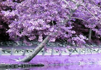Purple Pink Tree Wallpaper