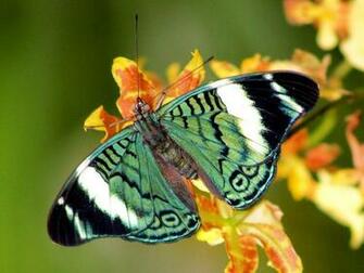 Most Beautiful Butterflies Wallpaper My Image