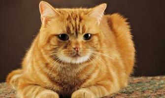 Lovely Kittens Animal Photos Cat Love Cute Wallpaper