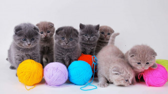 Aesthetic Animals Wallpaper