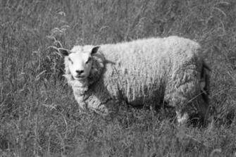Sheep Lamb Photos Desktop Background Wallpaper
