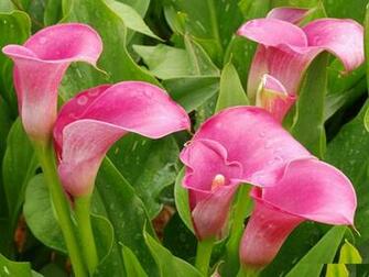 Calla Lily Flowers Facts Pictures And Use