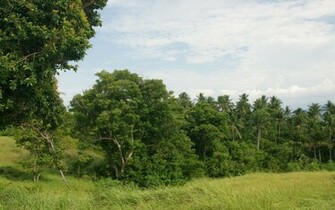Palm Trees Widescreen Wallpaper Panganan Coconut Plantation On Hill
