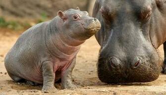 Hippo Baby Uploader Anonymous Licence Category Creatures Tags