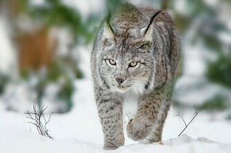 Lynx Wallpaper HD Jpg