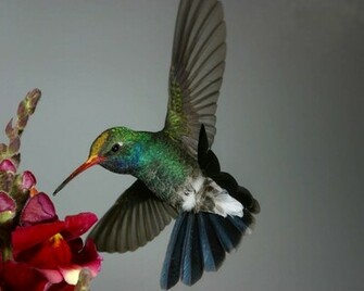 Hummingbird Wallpaper