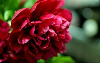 Peony Colourfull Flowers Wallpaper