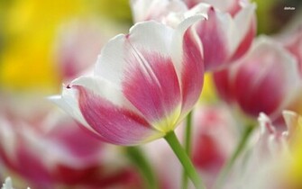 Pink Tulips Wallpaper Flower