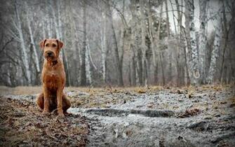 Dog In Spring Forest X Close
