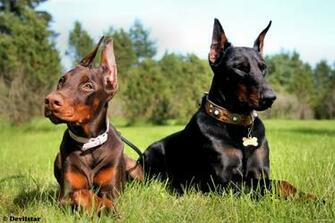 Doberman Pinscher Wallpaper HD