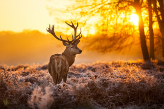 Deer In Forest HD Animals 4k Wallpaper Image Background