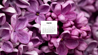 March Wallpaper Bies For Desktop Phones
