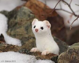 A White Ermine Aww