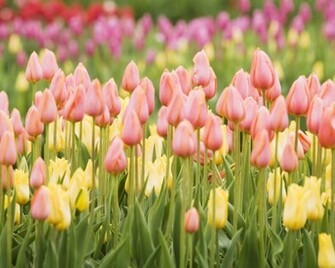 Tulips Flowers Many Buds Spring Wallpaper Flower