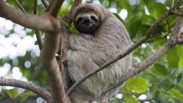 Sloth Wallpaper Vertebrate Three Toed Two