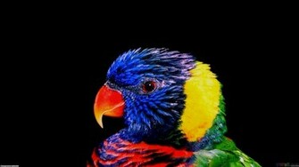 Beautiful Colorful Photography Wallpaper
