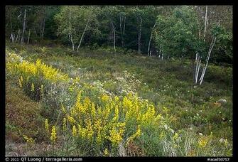 Picture Photo Summer Meadow With Wildflowers At Forest Edge Acadia
