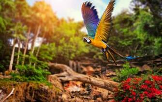 Parrot HD Wallpaper Pictures For Desktop