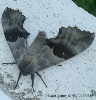 Giant Grey Sphinx Moth Wallpaper