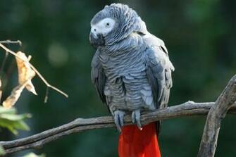 HD Grey Congo Wallpaper